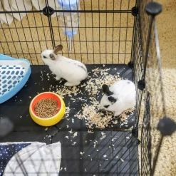 Cheap SONGMICS Enclos modulable pour petits animaux